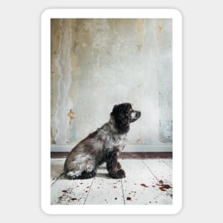 Profile of Cocker Spaniel Sitting in Shabby Apartment Sticker